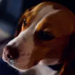 UK records first case of human-to-dog COVID transmission
