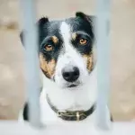 An ‘unloved’ pup was trapped in a hot empty house for weeks after his family moved and forgot about him (VIDEO)