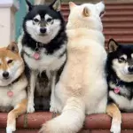 'Unphotogenic' Shiba Inu can't help but ruin group photos