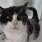 This unusually old cat found her retirement home despite all odds