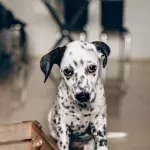 This unwanted dog got adopted after a heartbreaking video showing his loneliness went viral (VIDEO)