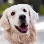 This unwanted dog went through 14 failed adoptions, leaving shelter's staff in tears