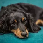 Vet’s heartbreak as an evil dog owner orders his neglected pooch to be put down 