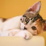 Vets in shock as they come across a 'the rarest ever' kitten with no sex organs