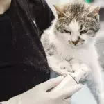 This video of 'wobbly' cats will make you want to adopt one (VIDEO)