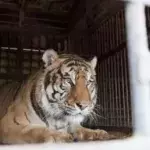 This Vietnamese man was curious to see how a tiger was fed and got attacked.