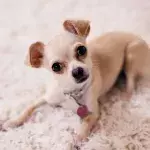 Want to know your dog's zodiac sign? 