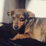 War in Ukraine: This man and his puppy walked for 5 days to escape the besieged city of Mariupol