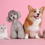 The warning signs that your pet may be dying