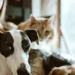 Ways to save money on pet ownership