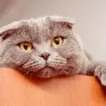 What Should You Be Doing If Your Cat Is Overweight?
