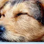 What is your dog dreaming about in their sleep?