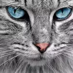 Why do cats even need whiskers? You’ll be surprised to find out 
