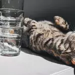 Why do cats knock things over? Here are 3 reasons