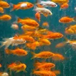 This is why you should never flush a goldfish down the toilet