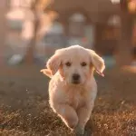 This is why your dog gets the 'zoomies', according to a vet