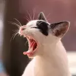 Will catnip make my cat crazy? Here is what you need to know