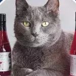 Wine