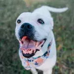 This ‘wonky’ puppy with no future had no idea what life had in store for her