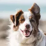 The world’s loneliest dog needs a home
