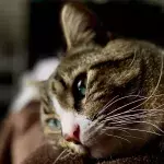 World’s saddest cat: This cat has a disorder which causes his face to drop