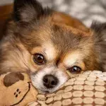 The World’s Ugliest Dog winner who suffered untold abuse isn’t ugly at all