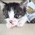 This wounded kitten was rescued by a couple.