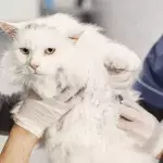 Is you cat vomiting? Here's when to rush to the vet 