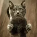 Is your cat acting weird after its flea medication? It could be a sign of deadly poisoning 