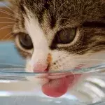 Is your cat drinking enough? Here is how to increase their water intake 