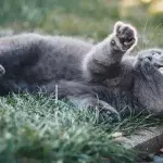 Is your cat kneading you? This is what they’re trying to express through these weird movements