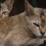 Is your cat secretly mad at you? Watch for this feline behaviour to find out