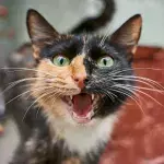 Your cat won't stop meowing? Here is why and what to do