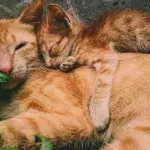 Is your cat's twitching in their sleep normal or a sign of seizure? This is how to see the difference