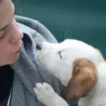 Your dog can sniff out your stress, a new breakthrough study finds