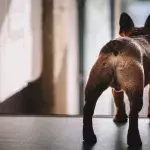 Your dog obsessively licking their private parts can be a symptom of these dangerous conditions 