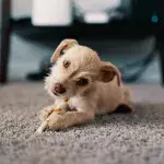 Your dog prefers classical music to the sound of human voices in audiobooks, study finds 