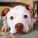 Your dog sheds tears each time it is reunited with you, but you might not see them