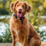 Your dog’s body language says a lot about what they are feeling