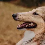 Is your dog’s breath stinky? This is what you can do about it