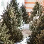 right time to buy Christmas tree