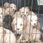 20 tiny puppies were caged and left to die in a lay-by in an extreme act of cruelty