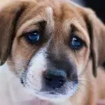 21 dogs rescued from being 'brutally killed by electrocution' and eaten