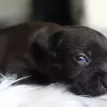 An abandoned and extremely emaciated dog with no ears and no tongue rescued