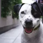 This abandoned pup who was found ‘in immense pain’ and named after a ‘warrior princess’ is happy in her forever home (VIDEO)