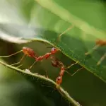 After the Asian hornet, yet another dangerous insect could invade the UK