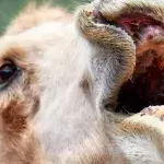 This American Woman Bit A Camel's Testicles