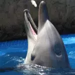 This angry dolphin keeps biting swimmers, proving these marine mammals are not as harmless as we think 