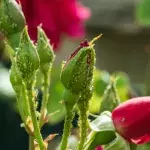 Aphids on roses