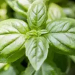 Basil